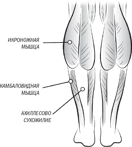 Иллюстрация к книге — Тоньше, Суше, Сильнее. Простая наука о построении женского тела [_53.jpg]