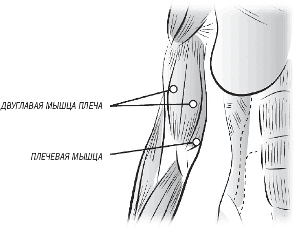 Иллюстрация к книге — Тоньше, Суше, Сильнее. Простая наука о построении женского тела [_54.jpg]