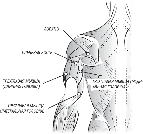 Иллюстрация к книге — Тоньше, Суше, Сильнее. Простая наука о построении женского тела [_55.jpg]