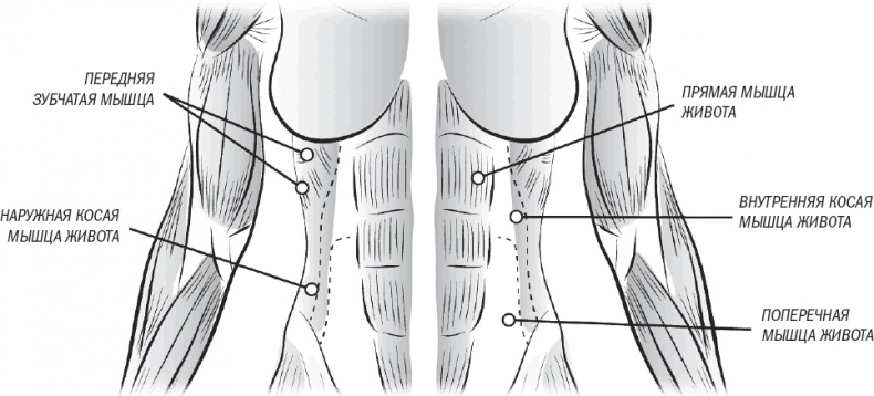 Иллюстрация к книге — Тоньше, Суше, Сильнее. Простая наука о построении женского тела [_57.jpg]