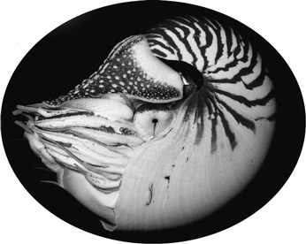 Иллюстрация к книге — На грани возможного. Наука выживания [i_029.jpg]