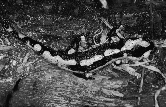 Иллюстрация к книге — На грани возможного. Наука выживания [i_041.jpg]