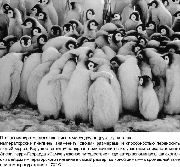 Иллюстрация к книге — На грани возможного. Наука выживания [i_057.jpg]