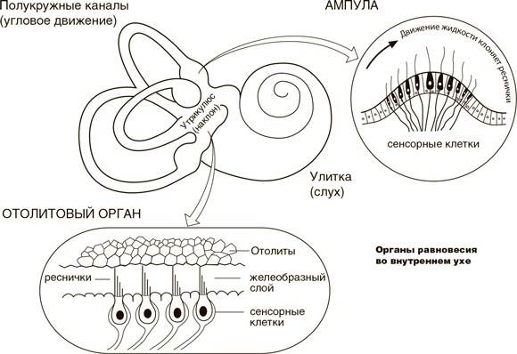 Иллюстрация к книге — На грани возможного. Наука выживания [i_074.jpg]