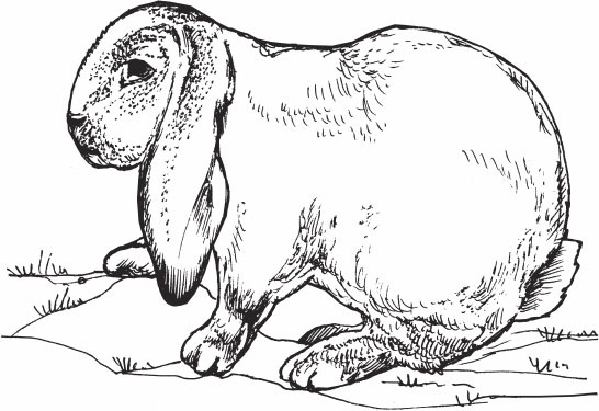 Иллюстрация к книге — Кролиководство для начинающих [_06.jpg]