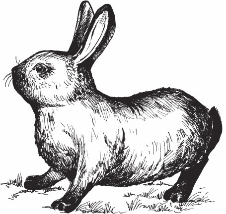 Иллюстрация к книге — Кролиководство для начинающих [_12.jpg]