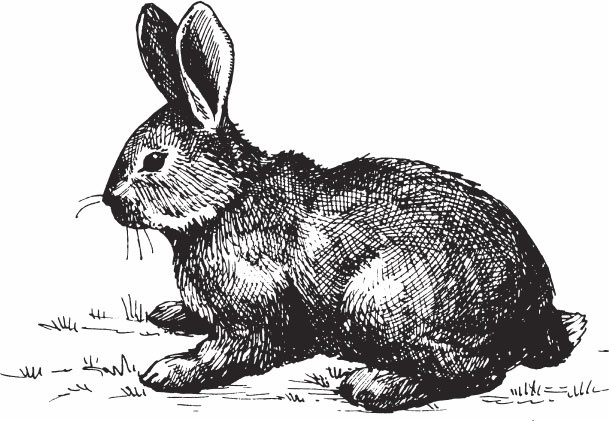 Иллюстрация к книге — Кролиководство для начинающих [_14.jpg]