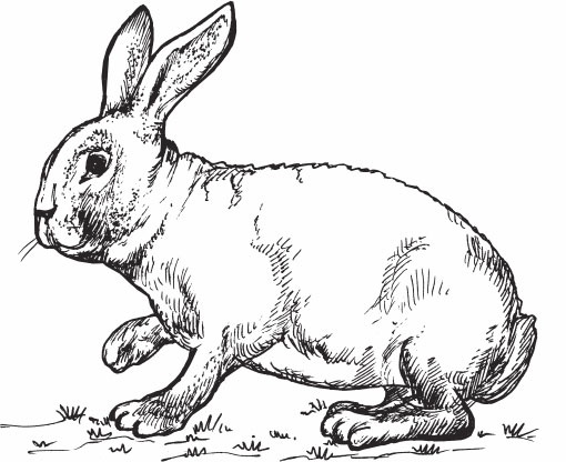 Иллюстрация к книге — Кролиководство для начинающих [_15.jpg]