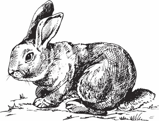 Иллюстрация к книге — Кролиководство для начинающих [_19.jpg]