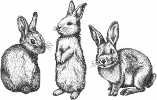 Иллюстрация к книге — Кролиководство для начинающих [_22.jpg]