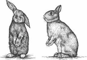 Иллюстрация к книге — Кролиководство для начинающих [_40.jpg]