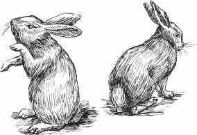 Иллюстрация к книге — Кролиководство для начинающих [_46.jpg]