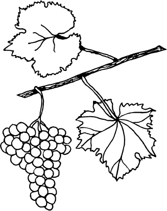 Иллюстрация к книге — Большая энциклопедия виноградаря [_102.jpg]