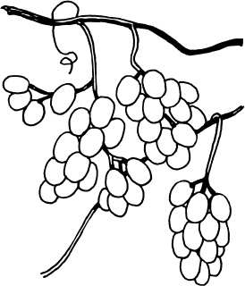 Иллюстрация к книге — Большая энциклопедия виноградаря [_105.jpg]