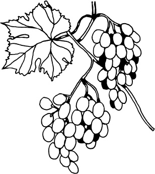 Иллюстрация к книге — Большая энциклопедия виноградаря [_107.jpg]