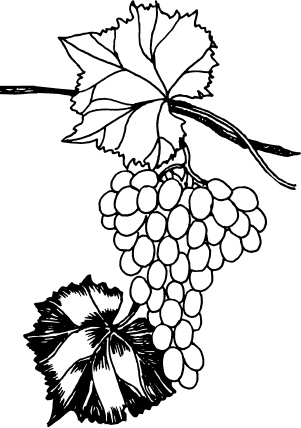 Иллюстрация к книге — Большая энциклопедия виноградаря [_109.jpg]