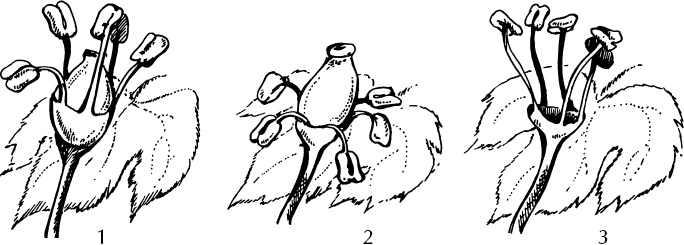 Иллюстрация к книге — Большая энциклопедия виноградаря [_11.jpg]