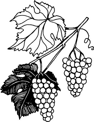 Иллюстрация к книге — Большая энциклопедия виноградаря [_120.jpg]