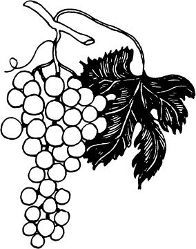 Иллюстрация к книге — Большая энциклопедия виноградаря [_122.jpg]