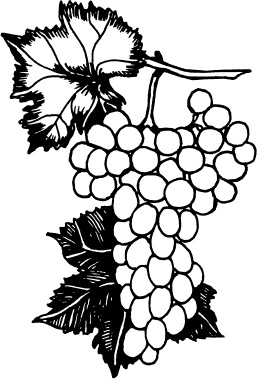 Иллюстрация к книге — Большая энциклопедия виноградаря [_125.jpg]