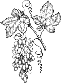 Иллюстрация к книге — Большая энциклопедия виноградаря [_127.jpg]