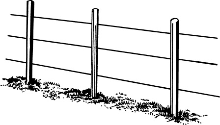 Иллюстрация к книге — Большая энциклопедия виноградаря [_128.jpg]