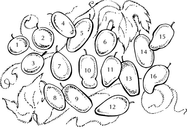 Иллюстрация к книге — Большая энциклопедия виноградаря [_13.jpg]