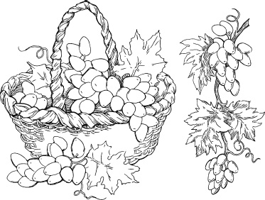 Иллюстрация к книге — Большая энциклопедия виноградаря [_2.jpg]