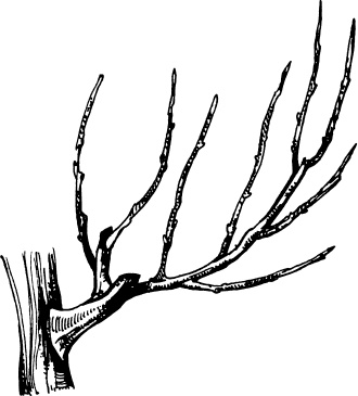 Иллюстрация к книге — Большая энциклопедия виноградаря [_20.jpg]