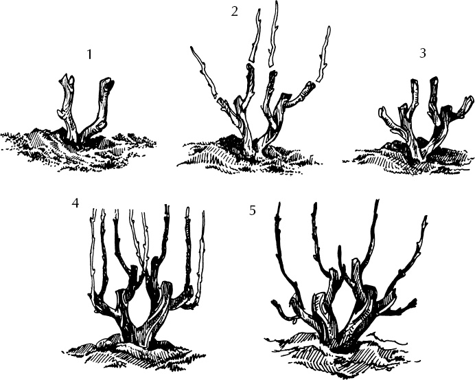 Иллюстрация к книге — Большая энциклопедия виноградаря [_23.jpg]