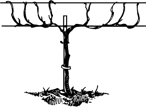 Иллюстрация к книге — Большая энциклопедия виноградаря [_24.jpg]