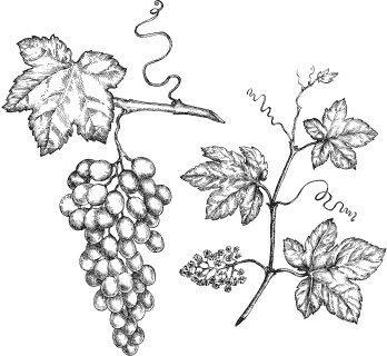 Иллюстрация к книге — Большая энциклопедия виноградаря [_25.jpg]