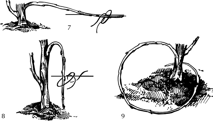 Иллюстрация к книге — Большая энциклопедия виноградаря [_27.jpg]