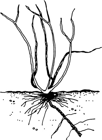 Иллюстрация к книге — Большая энциклопедия виноградаря [_33.jpg]