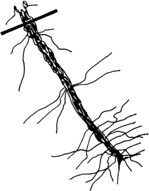 Иллюстрация к книге — Большая энциклопедия виноградаря [_35.jpg]