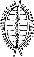 Иллюстрация к книге — Большая энциклопедия виноградаря [_39.jpg]