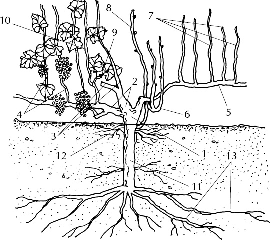 Иллюстрация к книге — Большая энциклопедия виноградаря [_4.jpg]
