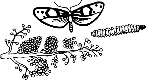 Иллюстрация к книге — Большая энциклопедия виноградаря [_40.jpg]