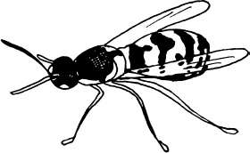 Иллюстрация к книге — Большая энциклопедия виноградаря [_41.jpg]