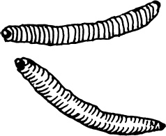 Иллюстрация к книге — Большая энциклопедия виноградаря [_43.jpg]