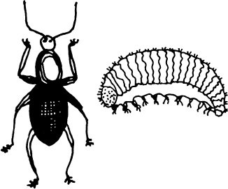 Иллюстрация к книге — Большая энциклопедия виноградаря [_44.jpg]