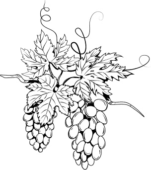 Иллюстрация к книге — Большая энциклопедия виноградаря [_47.jpg]