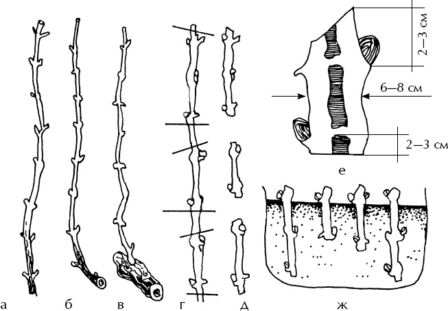 Иллюстрация к книге — Большая энциклопедия виноградаря [_48.jpg]