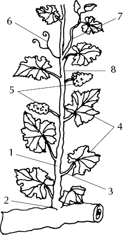 Иллюстрация к книге — Большая энциклопедия виноградаря [_5.jpg]
