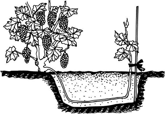 Иллюстрация к книге — Большая энциклопедия виноградаря [_53.jpg]