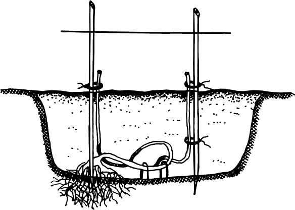 Иллюстрация к книге — Большая энциклопедия виноградаря [_55.jpg]