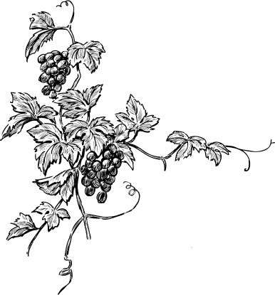 Иллюстрация к книге — Большая энциклопедия виноградаря [_57.jpg]