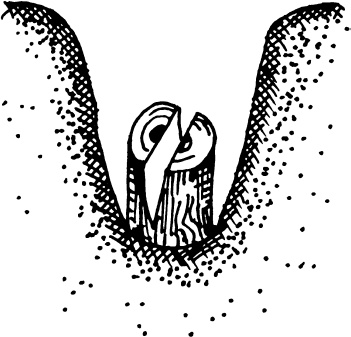 Иллюстрация к книге — Большая энциклопедия виноградаря [_61.jpg]