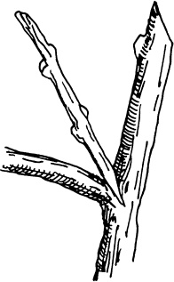 Иллюстрация к книге — Большая энциклопедия виноградаря [_66.jpg]