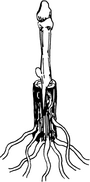 Иллюстрация к книге — Большая энциклопедия виноградаря [_67.jpg]